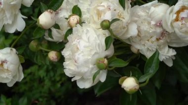 Paeonia laktiflora, bahçede şakayık çiçeği, güzel doğal arka plan. Rüzgardaki çiçeklerin hareketi