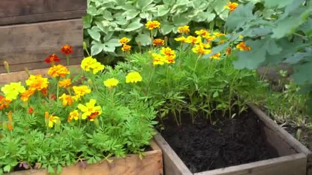 Förberedelse för omplantering blommor till en rabatt nära huset. Guldblommor i en trälåda. — Stockvideo