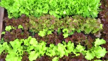Yukarıdan bak. Bahçede yeşil yaprak marulu yetiştiriyor. Bahçe işleri için arka plan açık alanda yeşil salata bitkileri ile.