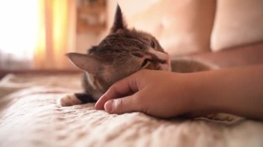 Yatağın üzerindeki sevimli kedi sahibinin okşamasından zevk alıyor, huzur ve huzur içinde dinleniyor - yakın plan