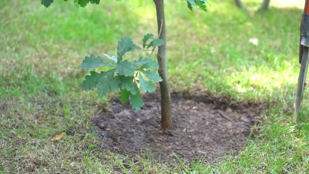 Una giovane quercia piantata nel terreno. Il concetto di preservare la pace, la natura, l'ambiente e l'ecologia — Video Stock
