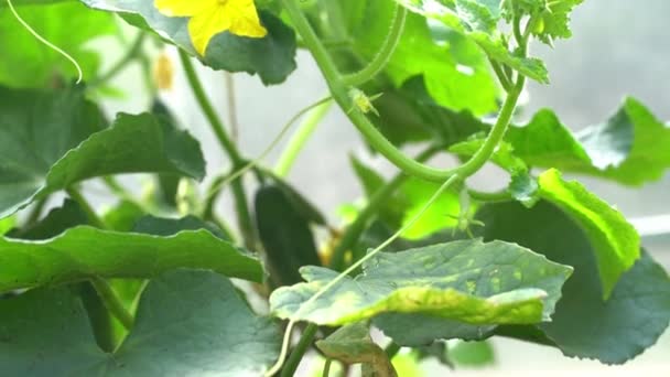 Fiatal zöld levelek és sárga virágok, virágzó uborkák egy üvegházban. Fiatal uborka egy faágon egy üvegházban — Stock videók