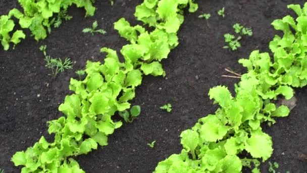 Vue de dessus. Culture de laitue verte dans un lit de jardin. Salades vertes en pleine terre d'affilée. — Video
