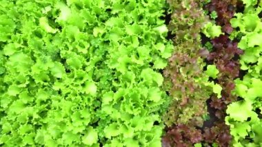 Yukarıdan bak. Bahçede yeşil yaprak marulu yetiştiriyor. Bahçe işleri için arka plan açık alanda yeşil salata bitkileri ile.
