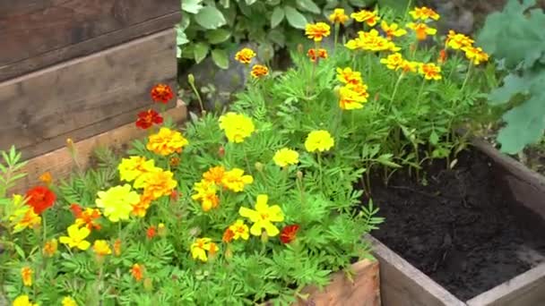 Förberedelse för omplantering blommor till en rabatt nära huset. Guldblommor i en trälåda. — Stockvideo