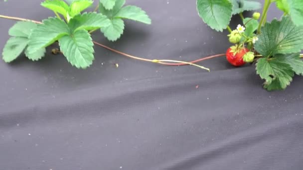 Close-up van aardbeienbladeren. Het bed is bedekt met een zwarte doek. Voortplanting van aardbeien met een snor. Moderne methoden voor de teelt van aardbeien. — Stockvideo