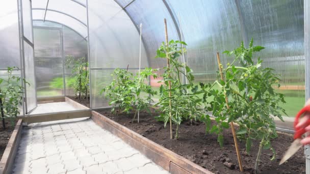 Una mujer ata plantas. Agricultura ecológica, cultivo de plantas jóvenes de tomate en un invernadero. — Vídeos de Stock