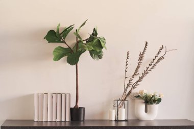 Vazo ve saksılarda üç bitkiden oluşan bir kompozisyon. İç dizaynda çiçekler. Konforlu ev.