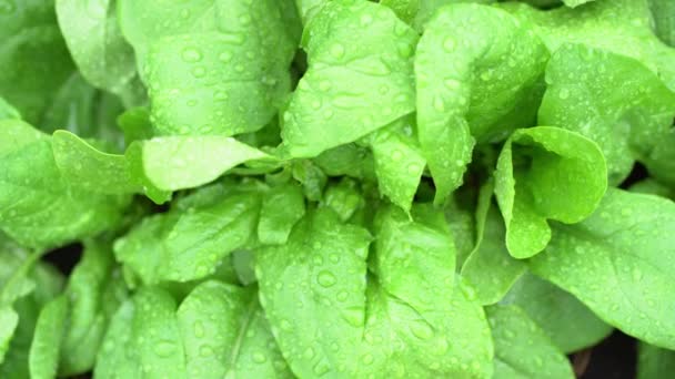 Horní pohled na rostlinu s kapkami vody. Pěstování listového salátu v zahradě. Pozadí pro zahradničení se salátovými rostlinami na volném prostranství. — Stock video