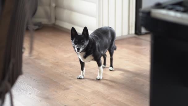 Gözleri iyi görmeyen güzel, yaşlı bir melez köpek çerçeveyi yavaşça terk ediyor. Odada siyah bir köpek var.. — Stok video