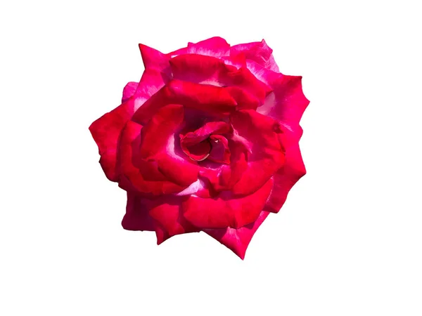 Róża Białym Tle Izolowane — Zdjęcie stockowe