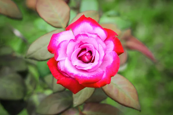 Pink Roses Green Nature Background — Stock Photo, Image