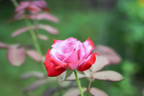 Pink Roses Green Nature Background — ストック写真