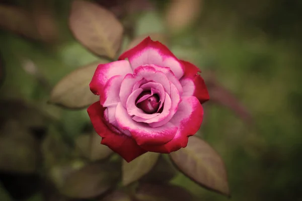Pink Rose Leaves Background Vintage Style Garden Photo — Stock Photo, Image