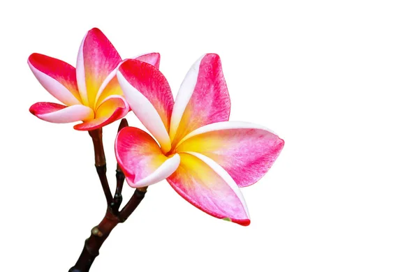 İzole edilmiş beyaz bir arkaplanda, kesme yolları üzerinde frangipani.