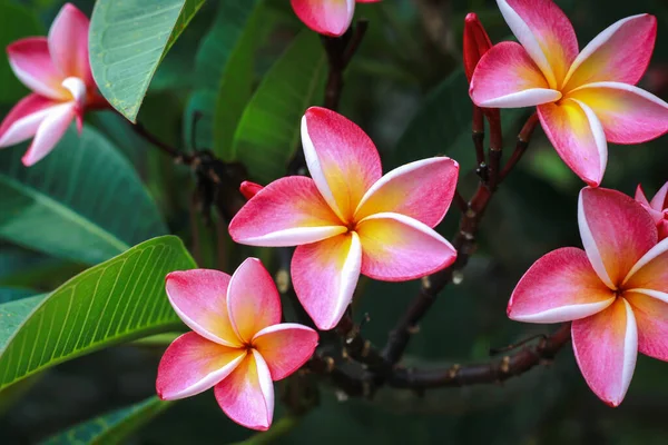 Frangipani Natuur Met Gebladerte Tuin Achtergrond — Stockfoto