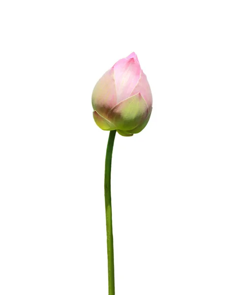 Kwiat Lotosu Białym Tle Przecinające Się Ścieżki — Zdjęcie stockowe