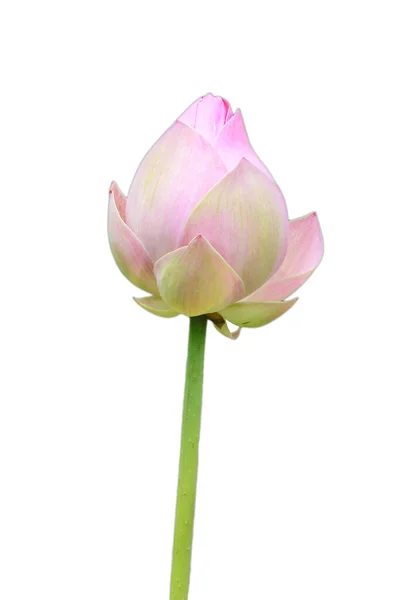 Kwiat Lotosu Białym Tle Przecinające Się Ścieżki — Zdjęcie stockowe