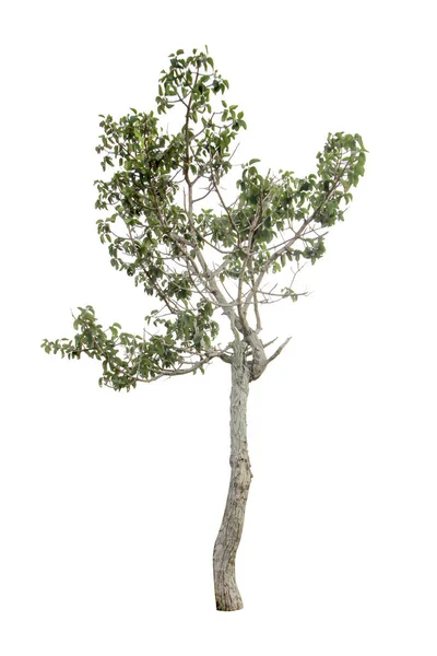 Изолированное Дерево Белом Фоне Обрезание Paihs — стоковое фото