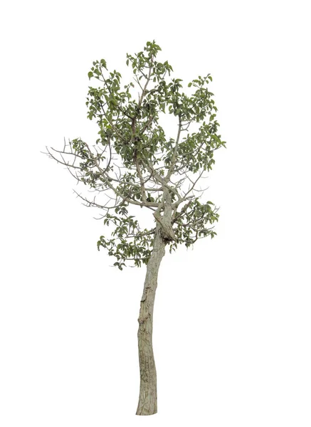 Izolowane Drzewo Białym Tle Wycinanie — Zdjęcie stockowe