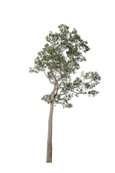 Изолированное Дерево Белом Фоне Обрезание — стоковое фото
