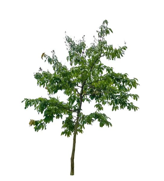 Απομονωμένο Δέντρο Λευκό Φόντο Ψαλίδισμα Paihs — Φωτογραφία Αρχείου