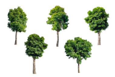 beyaz arkaplanda izole edilmiş ağaç, kırpma yolları.