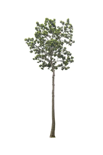 Alberi Sfondo Bianco Percorsi Ritaglio — Foto Stock