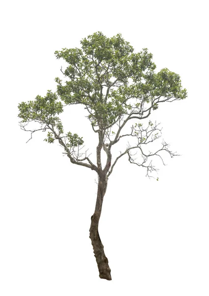 Деревья Белом Фоне Обрезка Путей — стоковое фото