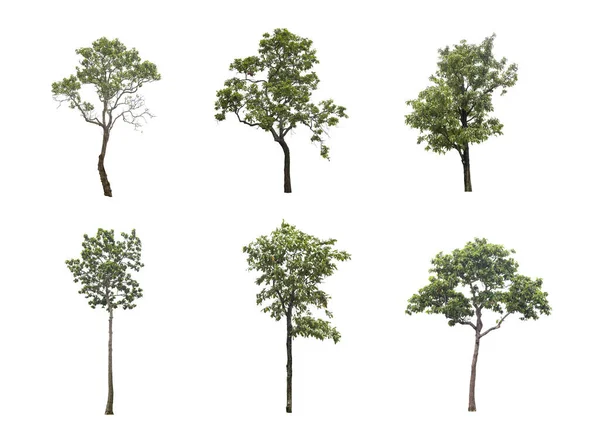 Шесть Деревьев Белом Фоне Изолированы Срезая Тропинки — стоковое фото