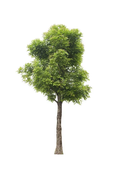Дерево Білому Тлі Відкидні Стежки — стокове фото