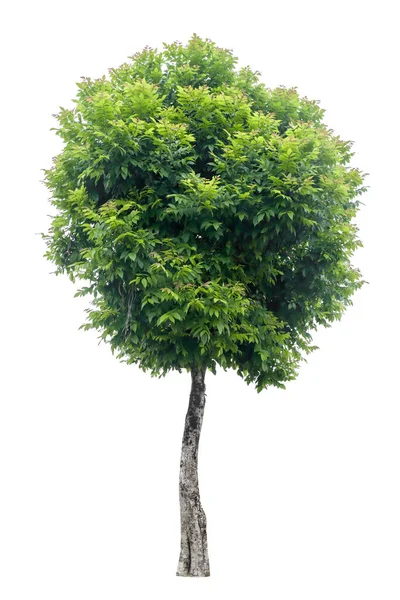 Дерево Белом Фоне Обрезка Путей — стоковое фото