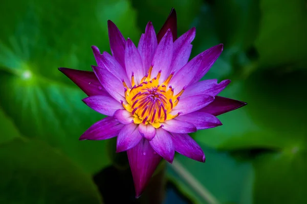 purple lotus flowers in the pond with lotus leaves in the background