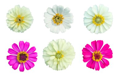 six zinnia flowers on a white background