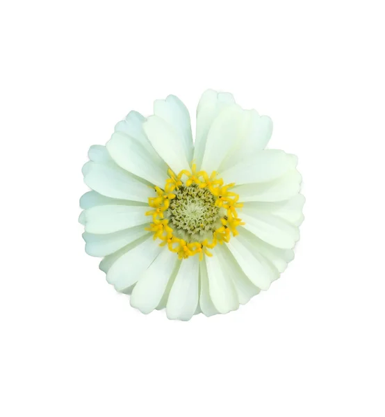 Квіти Цинії Білому Тлі — стокове фото