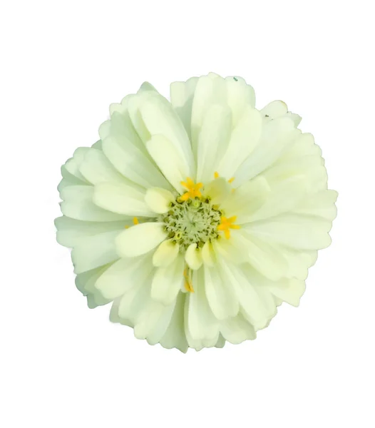 Cynia Kwiaty Białym Tle — Zdjęcie stockowe