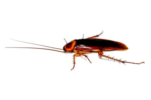 Cockroaches White Background — 图库照片