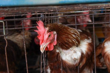 Çiftliğe tavuk yerleştirme fotoğrafı.