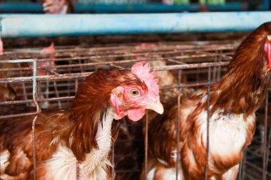 Çiftliğe tavuk yerleştirme fotoğrafı.