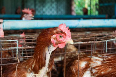 Çiftliğe tavuk yerleştirme fotoğrafı.