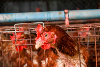 Çiftliğe tavuk yerleştirme fotoğrafı.