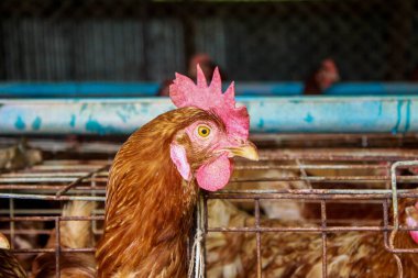 Çiftliğe tavuk yerleştirme fotoğrafı.