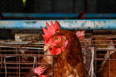 Çiftliğe tavuk yerleştirme fotoğrafı.