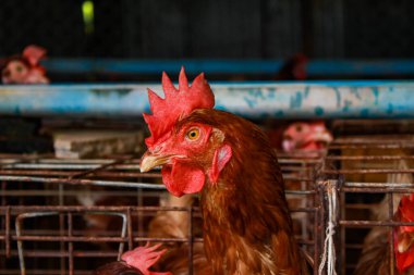 Çiftliğe tavuk yerleştirme fotoğrafı.
