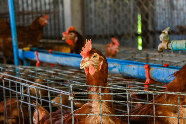 Foto Gallinas Ponedoras Granja — Foto de Stock