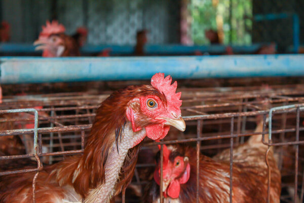 Photo of laying hens on the farm