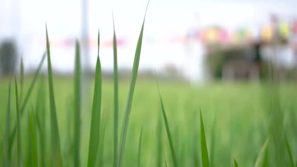 Piante Riso Campi Verdi Che Rinfrescano Natura — Video Stock