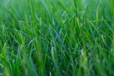 Yeşil çimen arka planı. Yeşil dikenler ve çimenler. Orman ekolojisi. Vahşi yaşam
