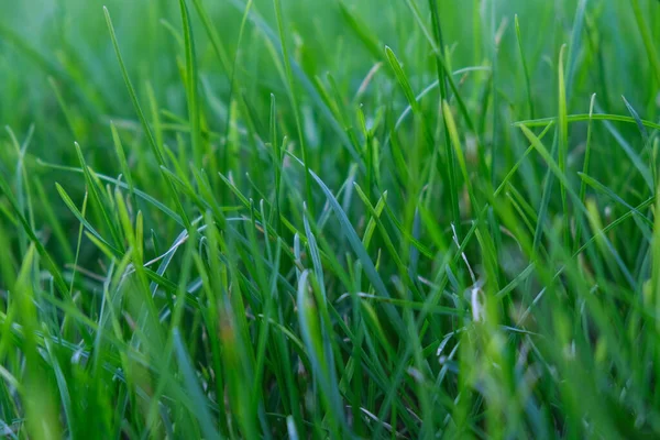 Yeşil çimen arka planı. Yeşil dikenler ve çimenler. Orman ekolojisi. Vahşi yaşam