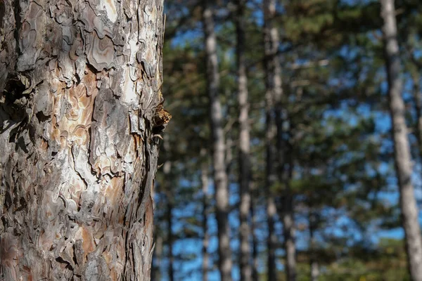 Bello tronco d'albero nella foresta. — Foto Stock